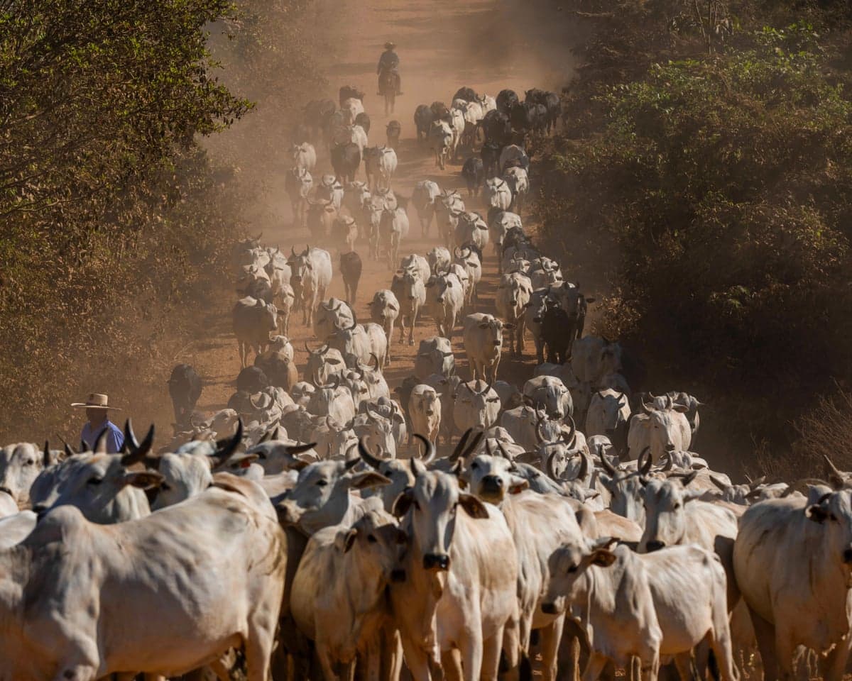 A herd of cattle in Brazil.