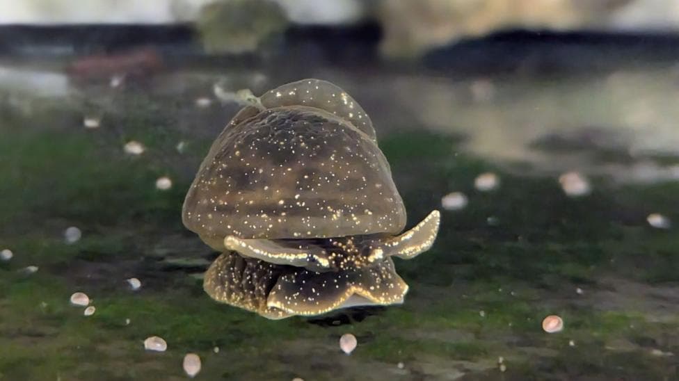 A glutinous snail in a tank in Dudley Zoo. The small, brown mollusc, flecked with spots of gold slithers across a surface covered in green algae.