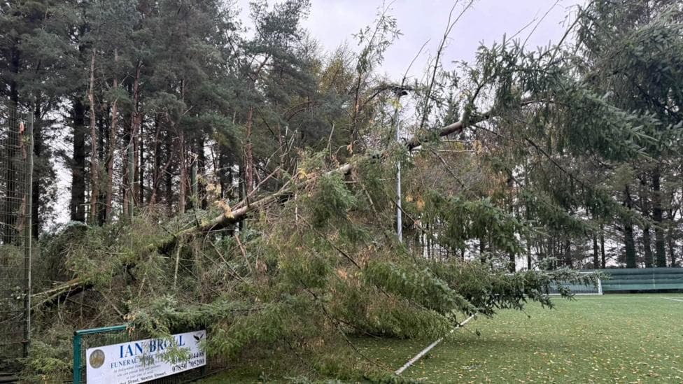 A tree toppled over and hanging over a football pitch