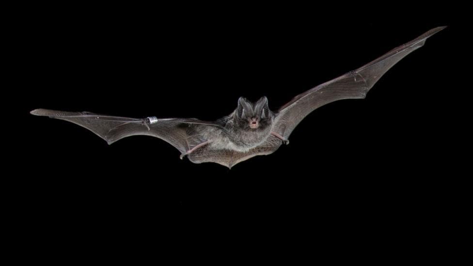 A bat flies at night with its wings stretched out on a completely black background.