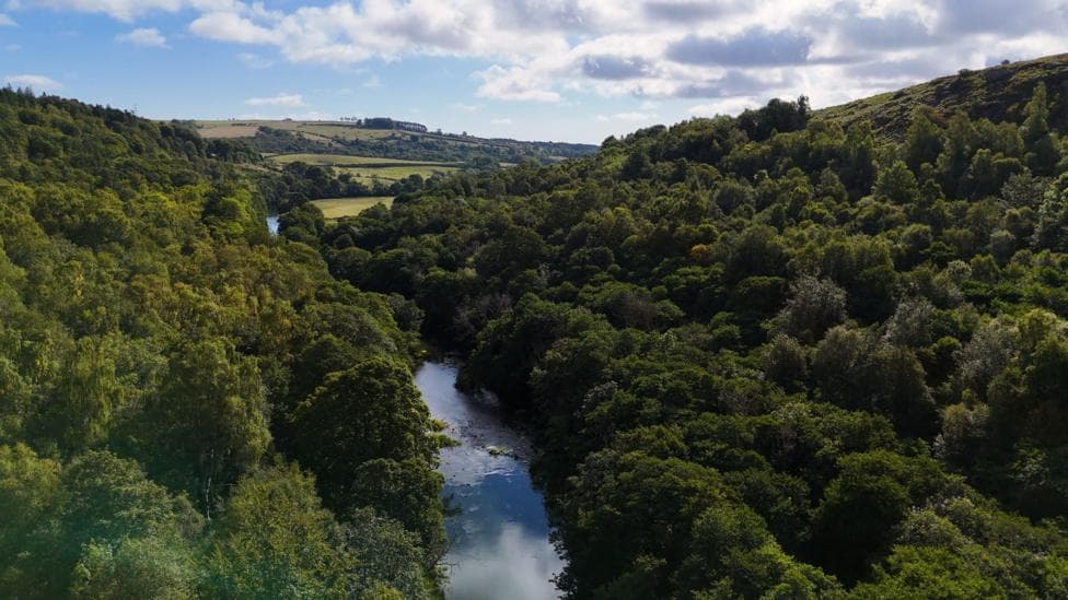 The River Coquet, viewed from above, running through woodland. Green hills can be seen in the distance.